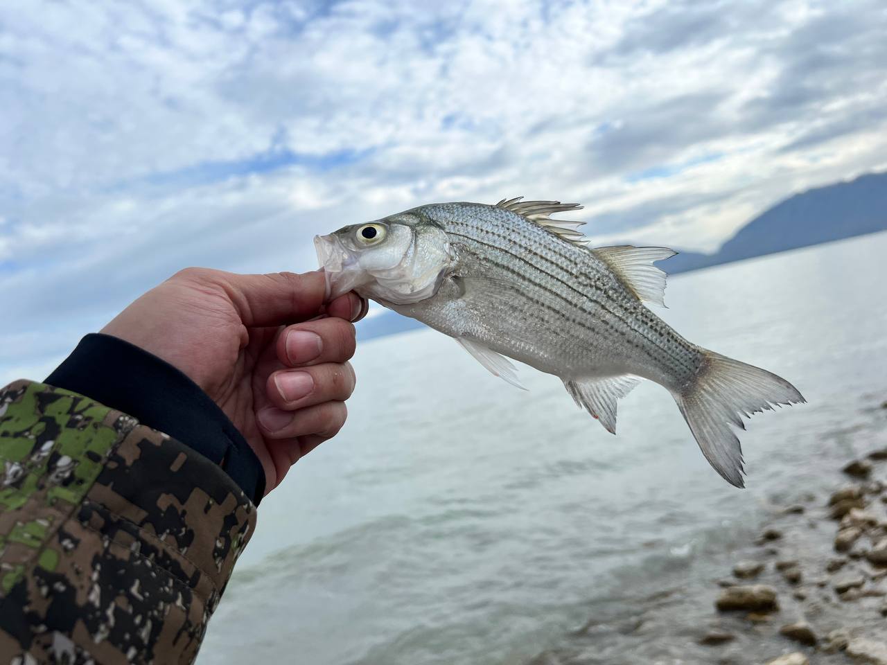 White bass caught at Utah Lake