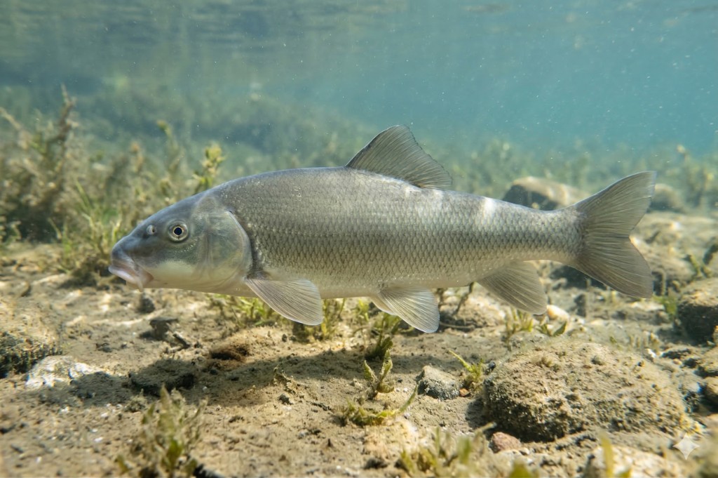 June Sucker fish found in Utah Lake